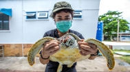 帮助龟类25000只重返自然的泰国女博士
